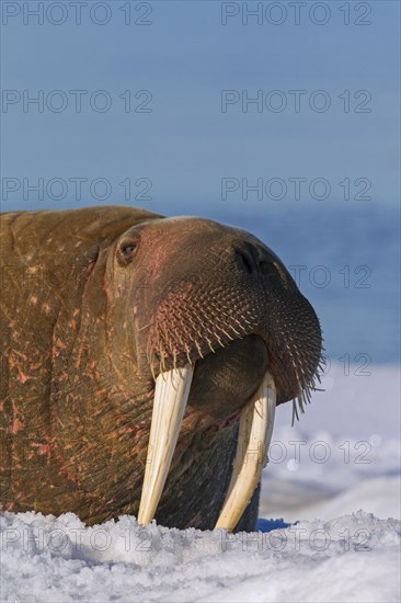 Walrus