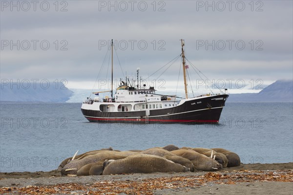 Group of walruses