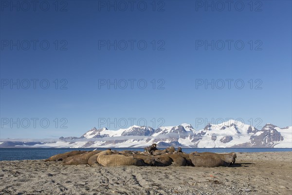 Group of male walruses