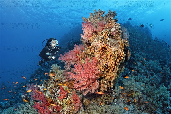 Diver looking at coral block on coral reef