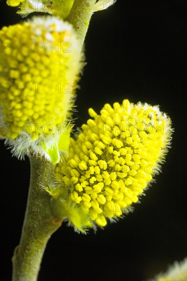 Flowering willow