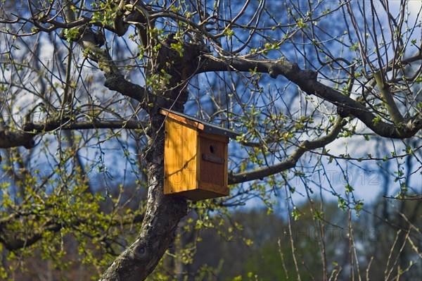 Nest box in a tree