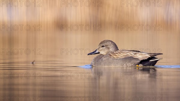 Gadwall