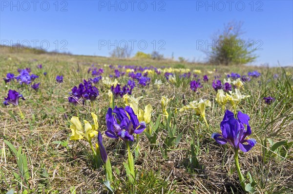 Purple and yellow pygmy irises