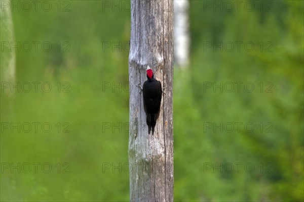 Black woodpecker