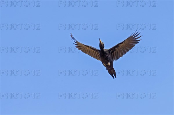 Black woodpecker