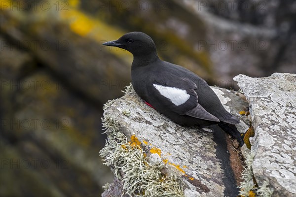 Black guillemot