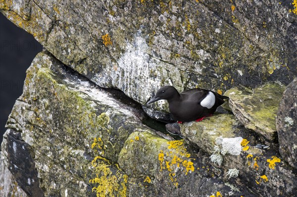 Black guillemot