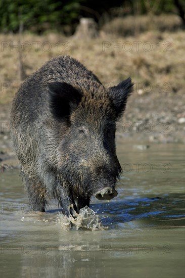 Wild boar