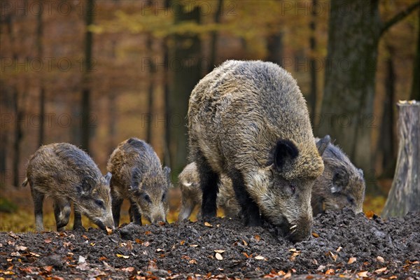 Wild boar