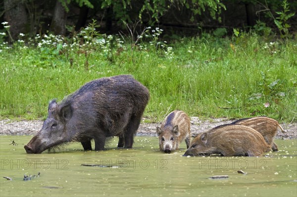 Wild boar