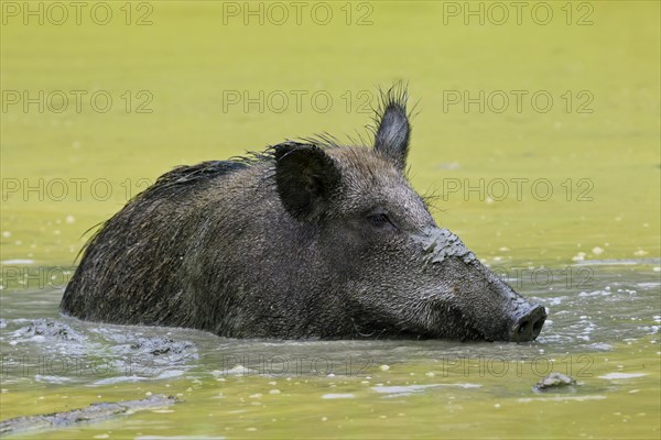 Wild boar