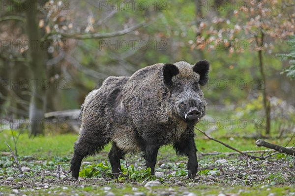 Solitary wild boar