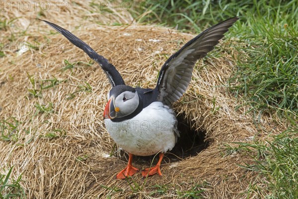 Atlantic puffin