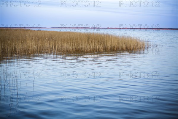 Reed grass standing on the waterfront in the harbour of Wieck am Darss shortly after sunset. Wieck