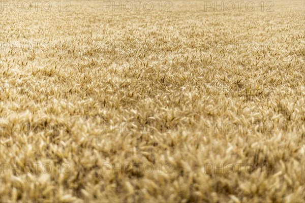 Triticale in a field