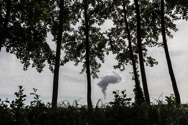 The Jaenschwalde coal-fired power plant looms behind trees in Dissen-Striesow