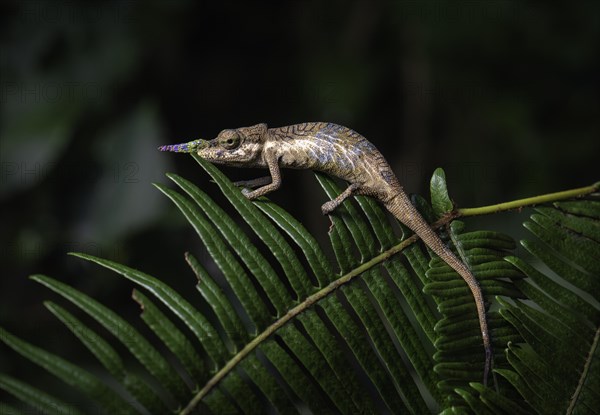 A male chameleon