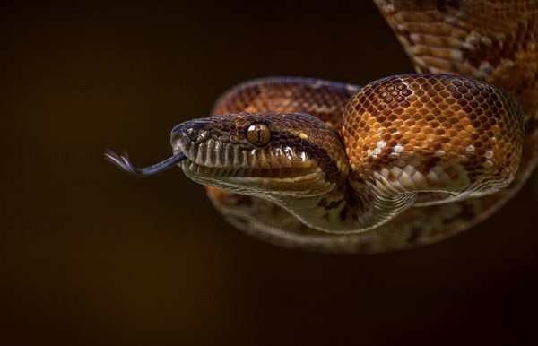 A juvenile Madagascar boa