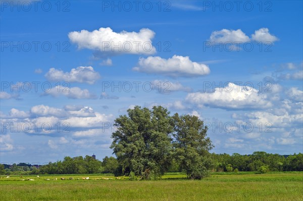 Group of trees in the shingle meadows at Zierker See near Neustrelitz