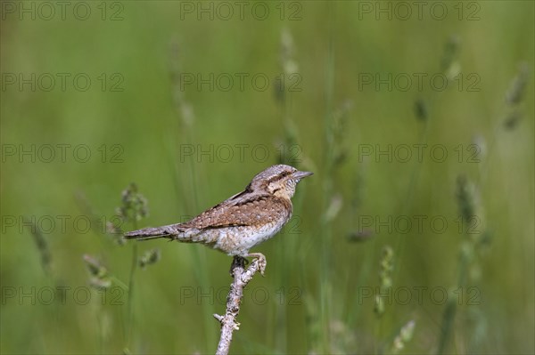 Eurasian wryneck