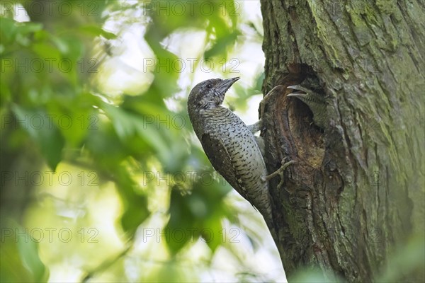 Eurasian wryneck