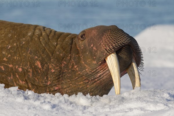 Walrus