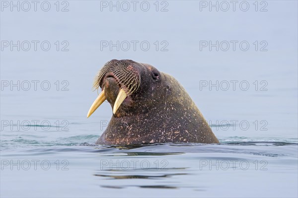 Walrus