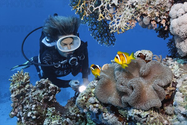 Diver looking at carpet anemone