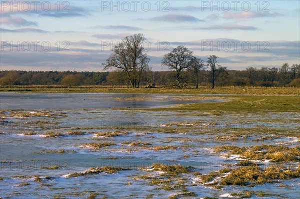 Iced Wuemmewiesen in Fischerhude