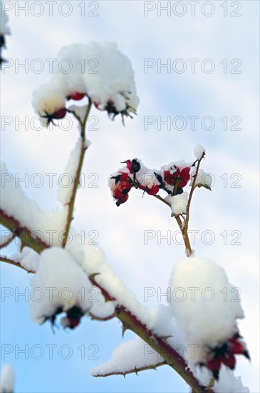 Snowy rose hip branch