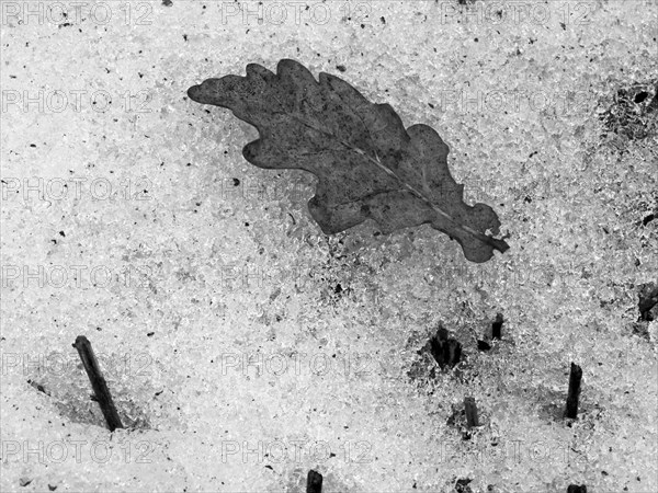 Oak leaf on a snowy surface