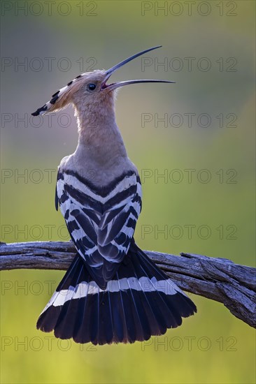 Hoopoe