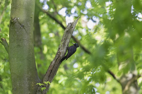 Black woodpecker