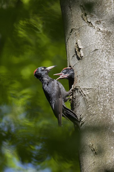 Black woodpecker