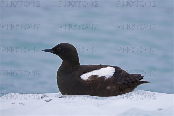 Black guillemot