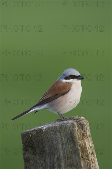 Red-backed shrike