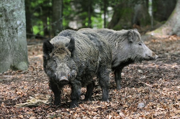 Portrait of two Wild boars