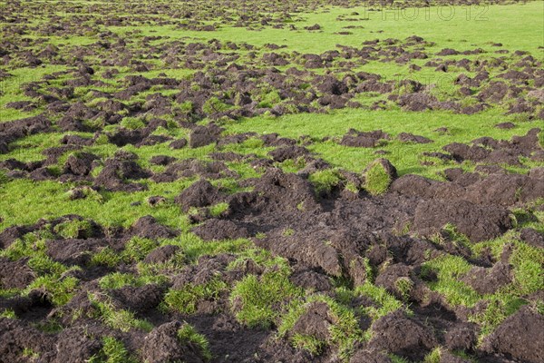 Ruined football field