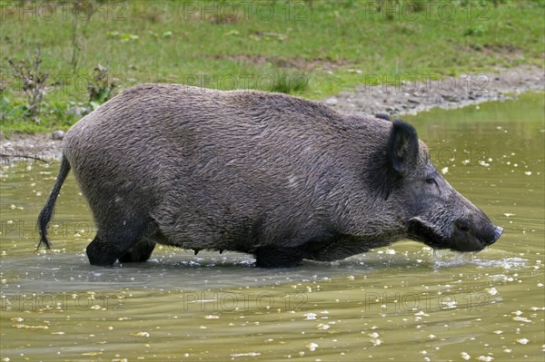 Wild boar