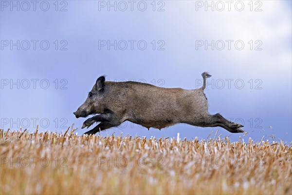 Solitary wild boar