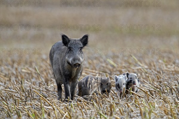 Wild boar