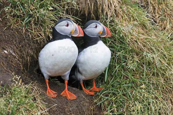 Atlantic puffins