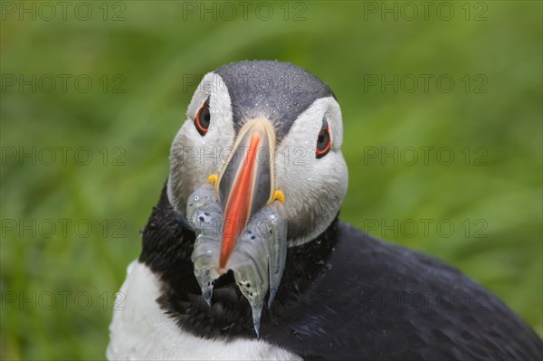 Atlantic puffin