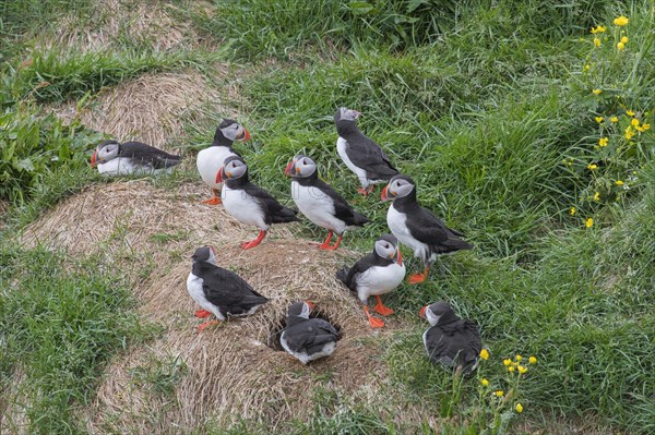 Atlantic puffins