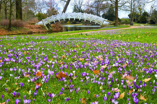 Crocus meadow