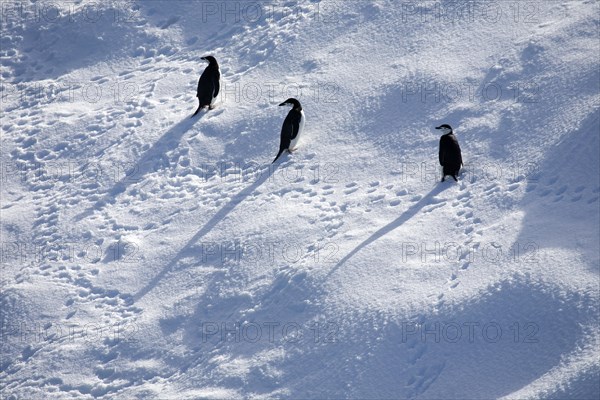 Chinstrap penguins