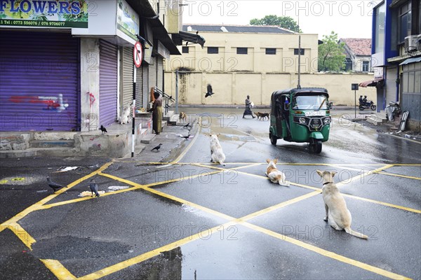 Tuktuk and stray dogs in Colombo