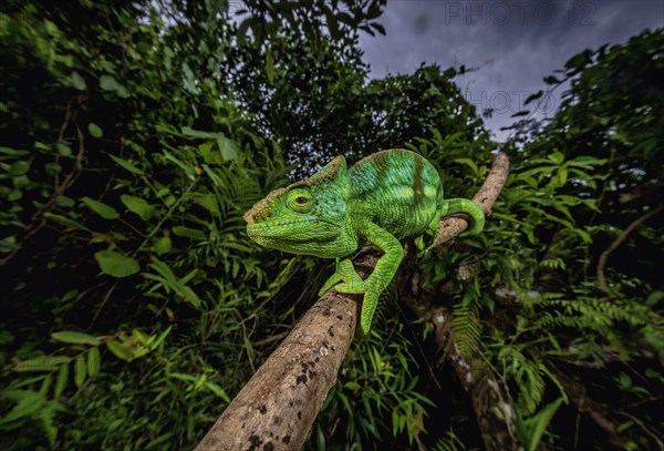 A semi-adult male parson chameleon