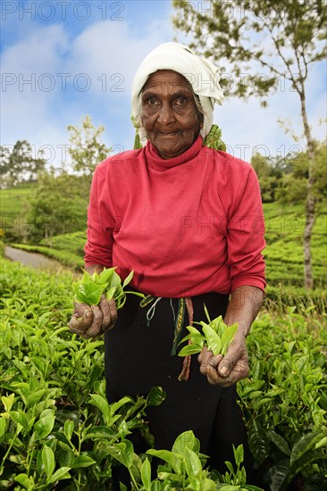 Elderly tea picker